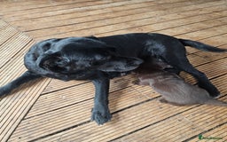 Labrador Retriever dogs for sale: Chocolate Labradors Retriever puppies  - Image 1