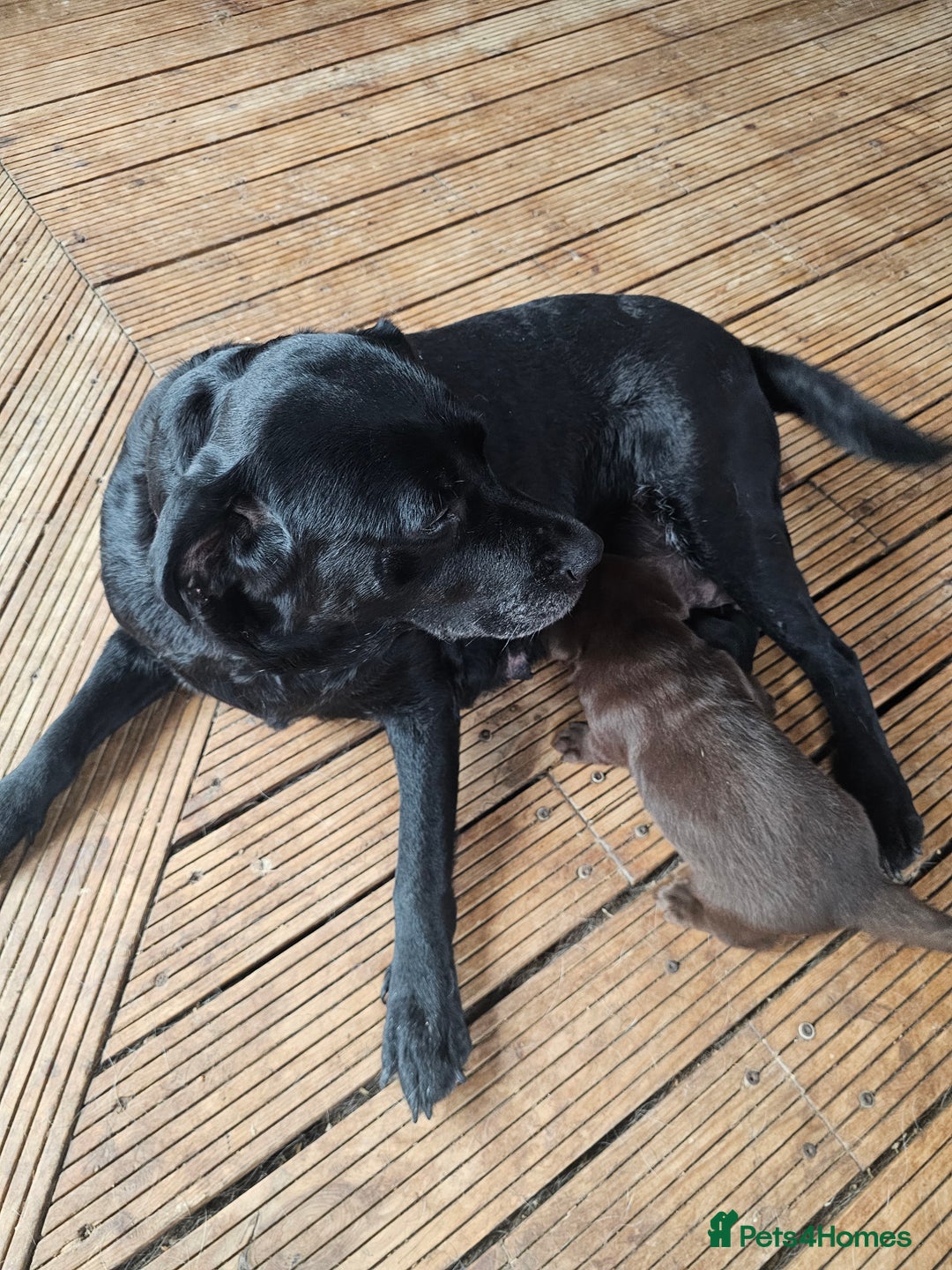 Labrador Retriever dogs for sale: Chocolate Labradors Retriever puppies  - Image 1