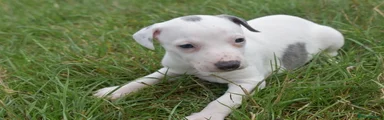 Whippet 6