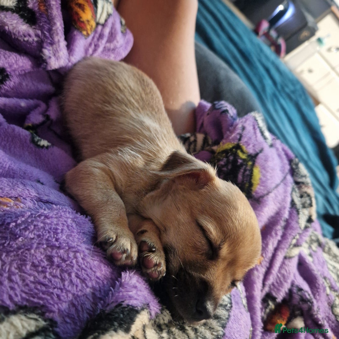 Chihuahua dogs for sale: Beautiful little boy  - Image 7