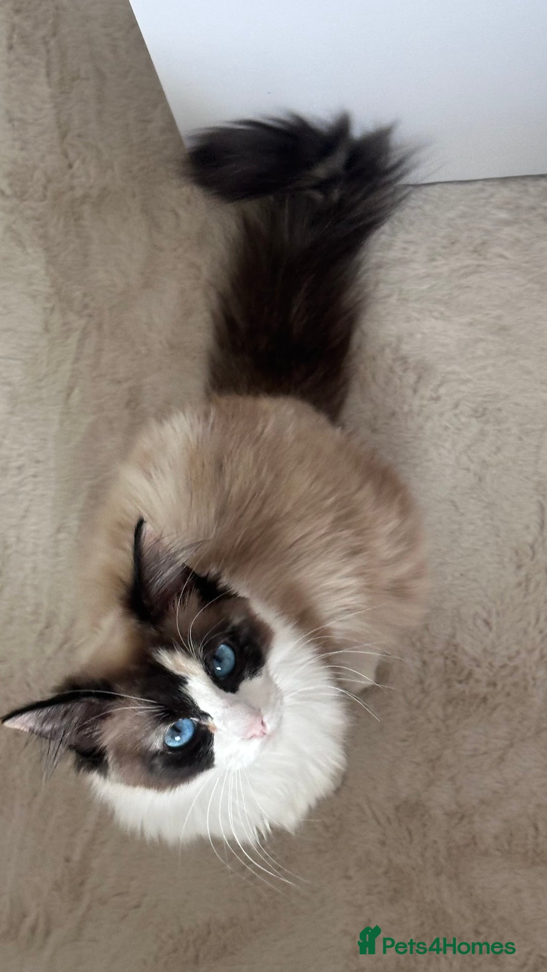 Ragdoll cats for sale: Ragdoll Mix Litter - Advert 14