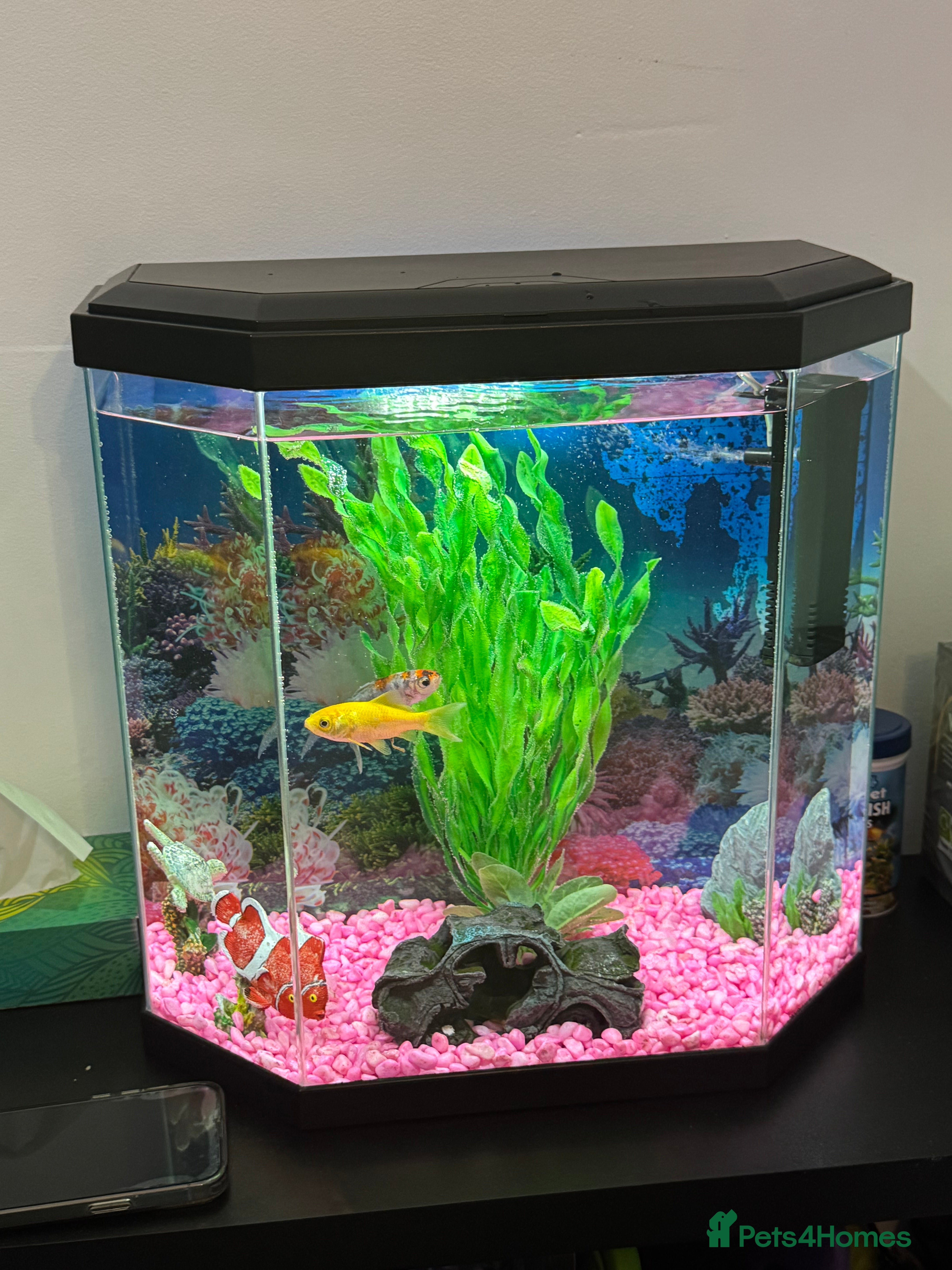 Goldfish fish Goldfish for sale - Advert 1