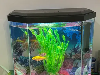 Goldfish fish Goldfish for sale - Advert 1