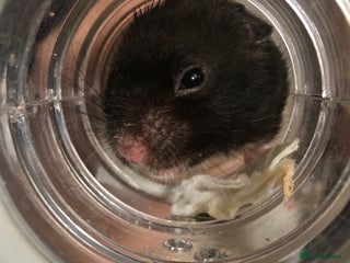 Hamster rodents in Glossop - Advert 10