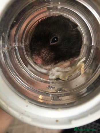 Hamster rodents in Glossop - Advert 12