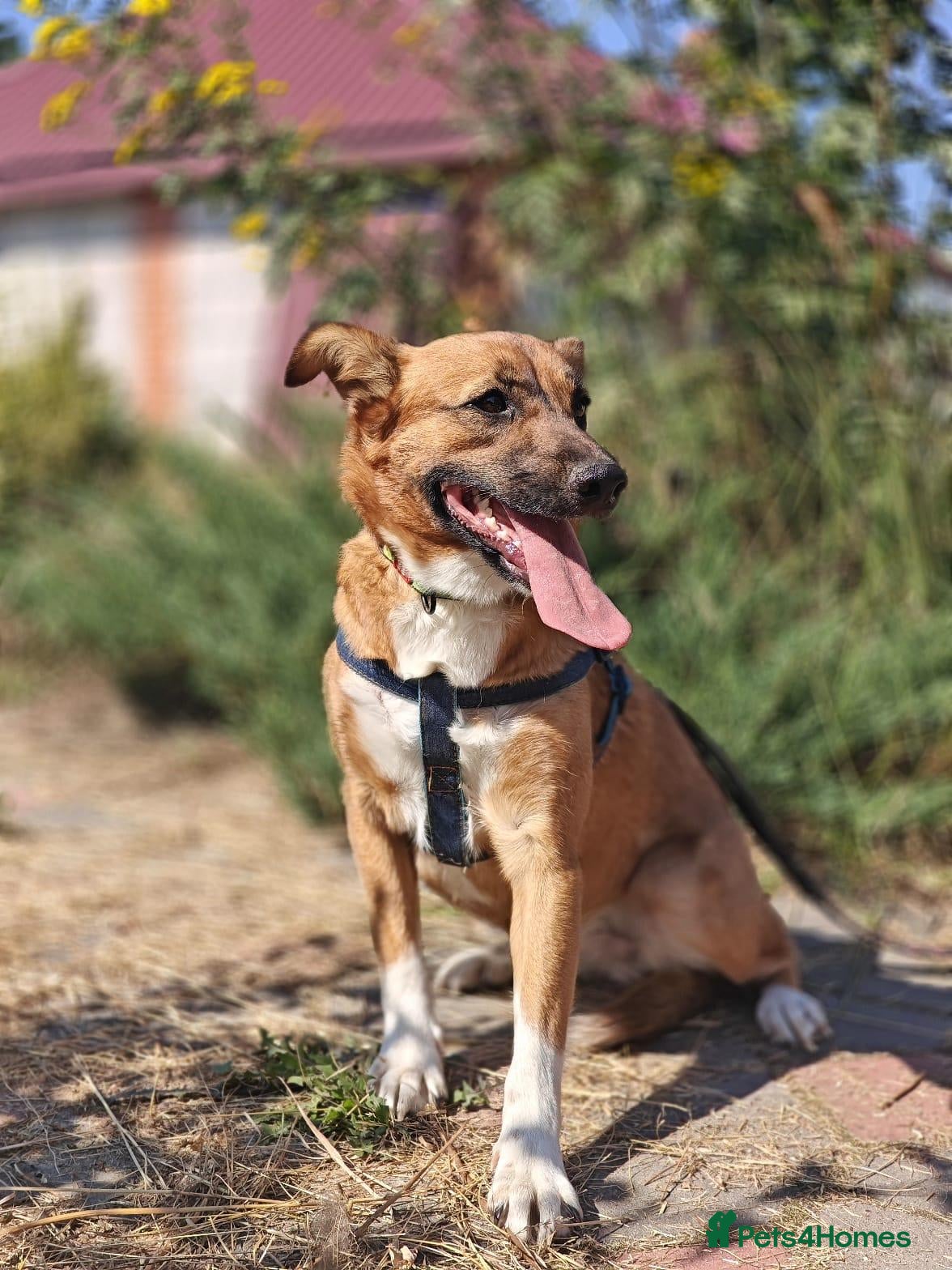 Mixed Breed dogs ❤️🐶 LIRA – THE SOFTEST HEART - Advert 1