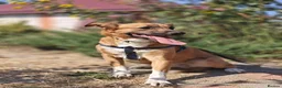 Mixed Breed dogs for adoption: ❤️🐶 LIRA – THE SOFTEST HEART - Advert 1