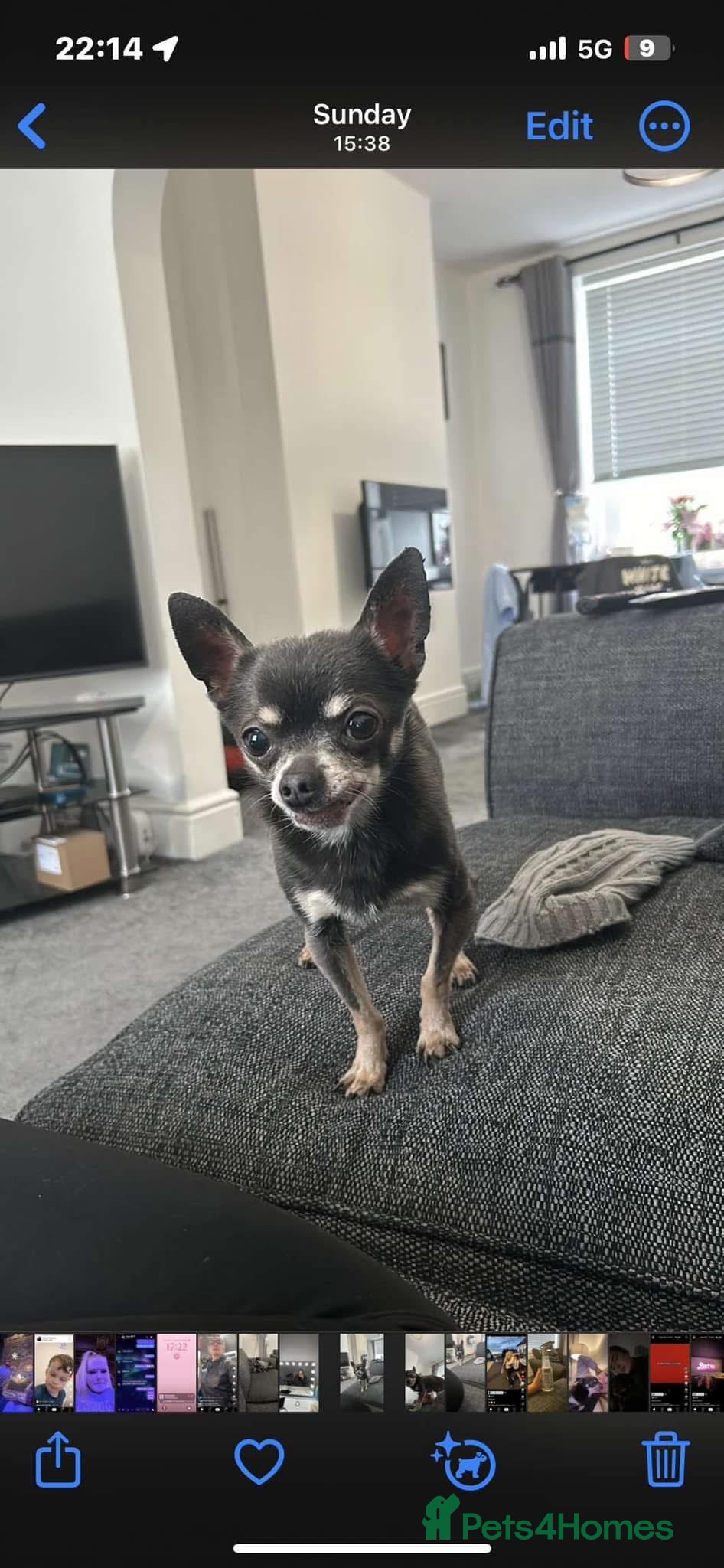 Chihuahua dogs Male chihuahua  - Advert 1