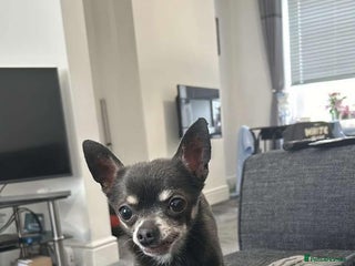 Chihuahua dogs Male chihuahua - Advert 1