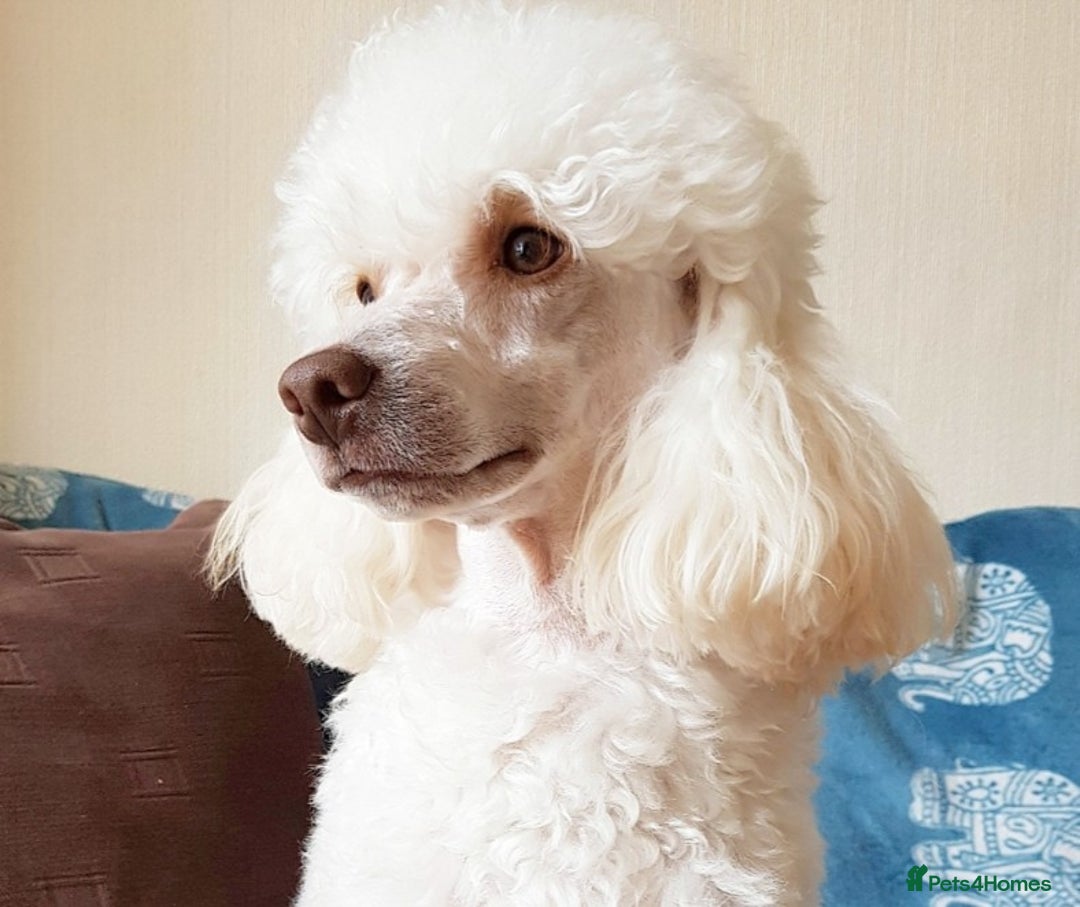 Cockapoo dogs for stud: KC registered miniature poodle stud in Bolton - Advert 1