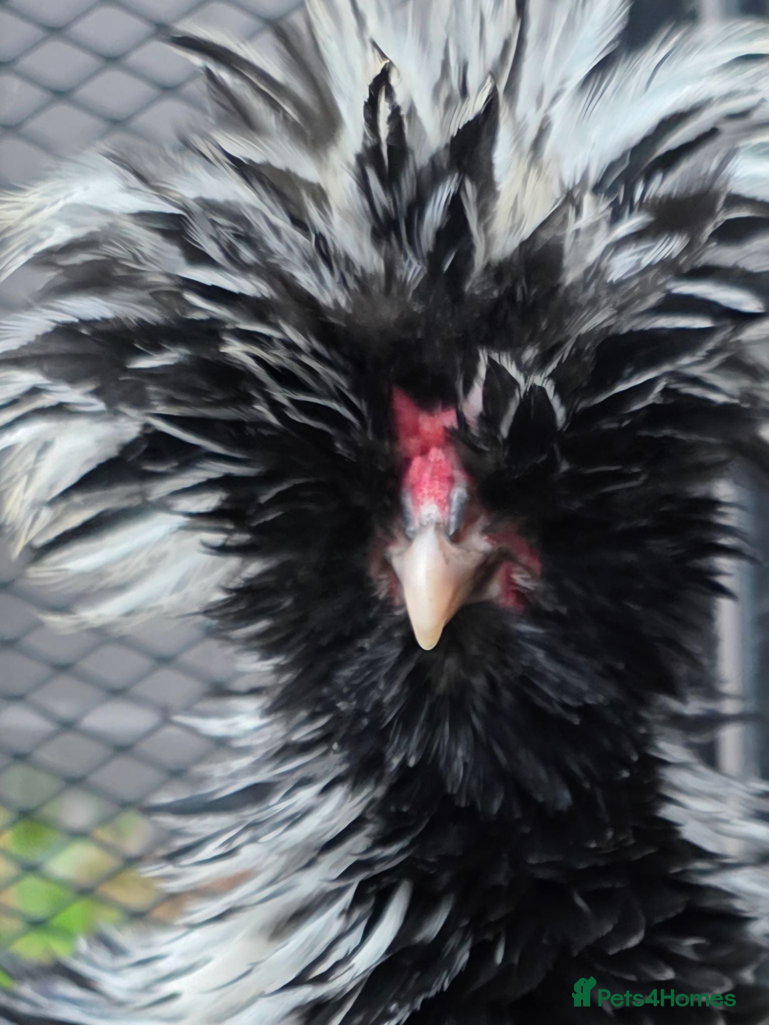 Chickens poultry Lonely heart - Advert 2