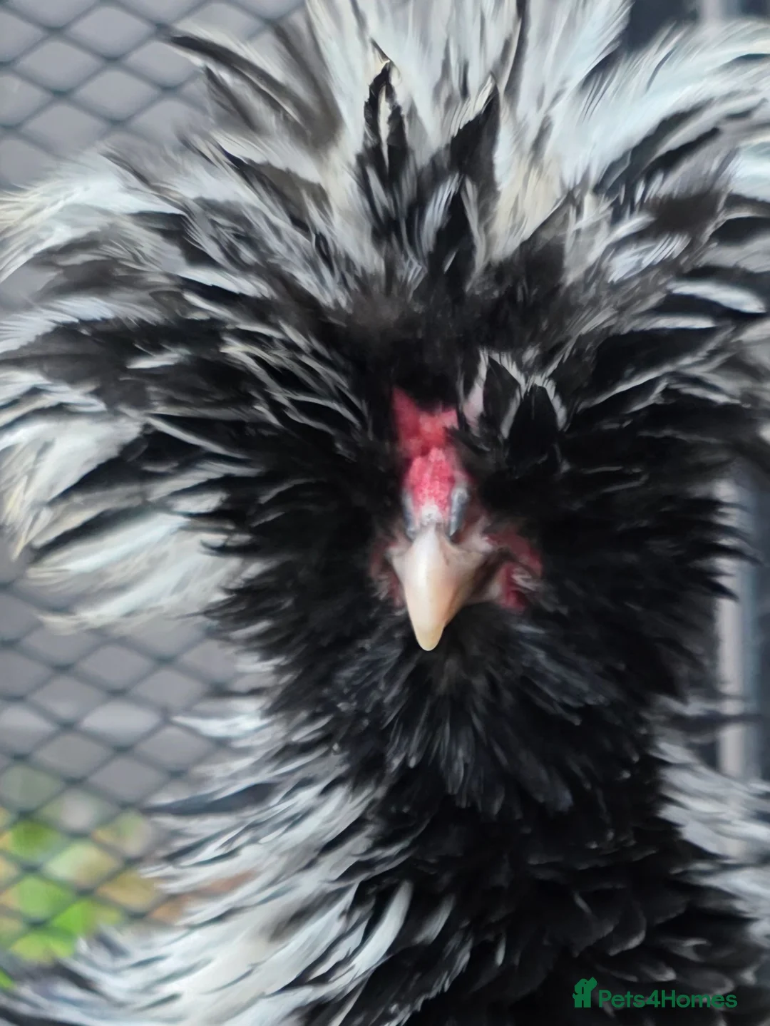 Chickens poultry for sale: Lonely heart in Clacton-on-Sea - Advert 1