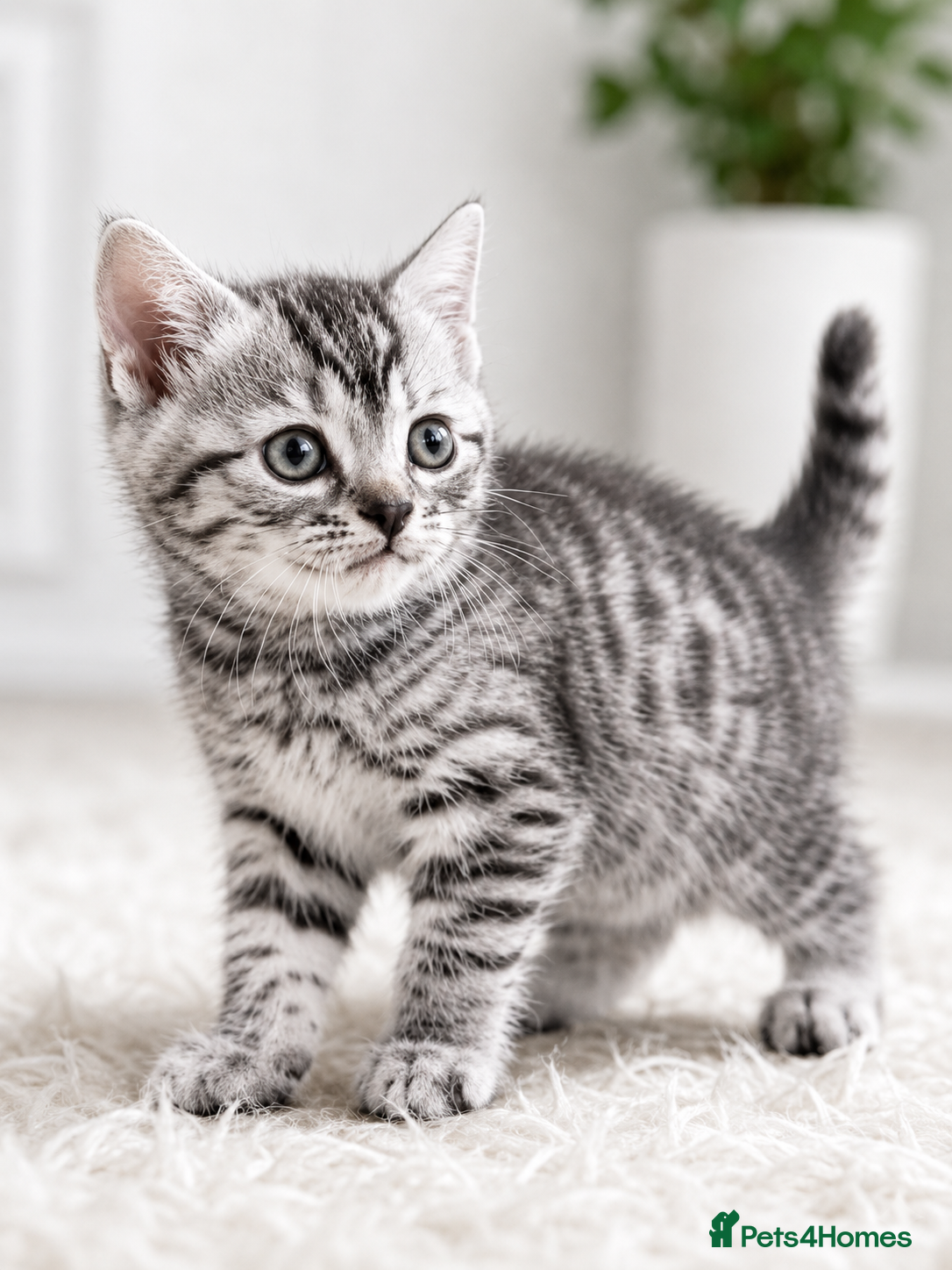 Mixed Breed cats Half British shorthair kittens  - Advert 13