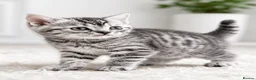 Mixed Breed cats for sale: Half British shorthair kittens  - Advert 5