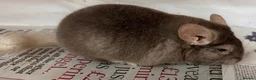 Chinchilla rodents for sale: Bertie, beautiful Beige boy - Advert 8