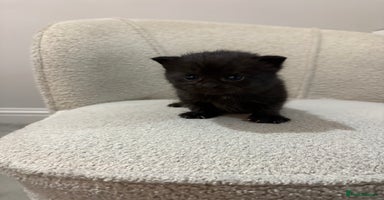 Mixed Breed cats - Advert 14