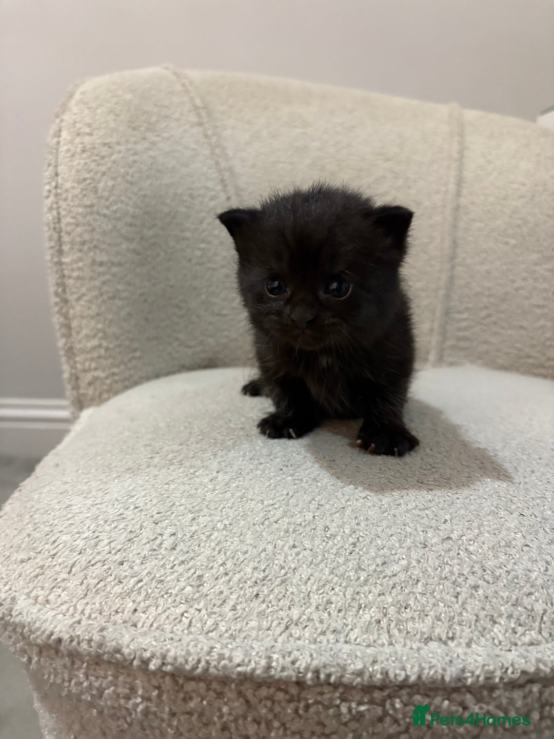 Mixed Breed cats for sale: 6 beautiful kittens - Image 3