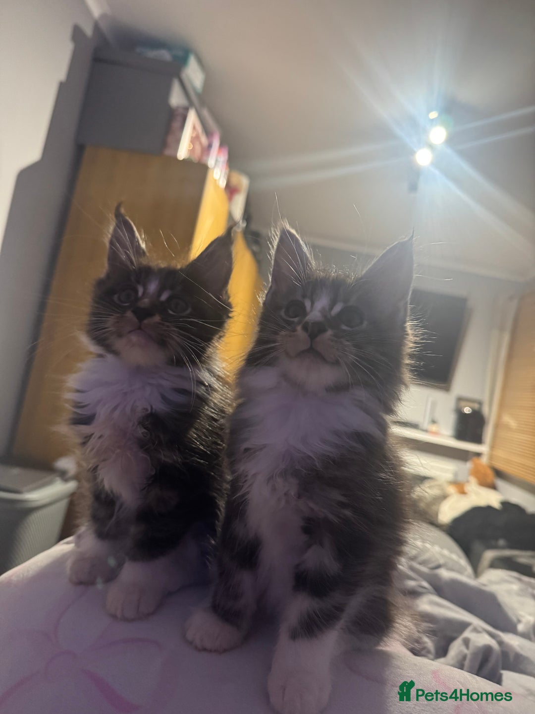 Maine Coon cats for sale: Full Maine Coon for sale - Advert 6