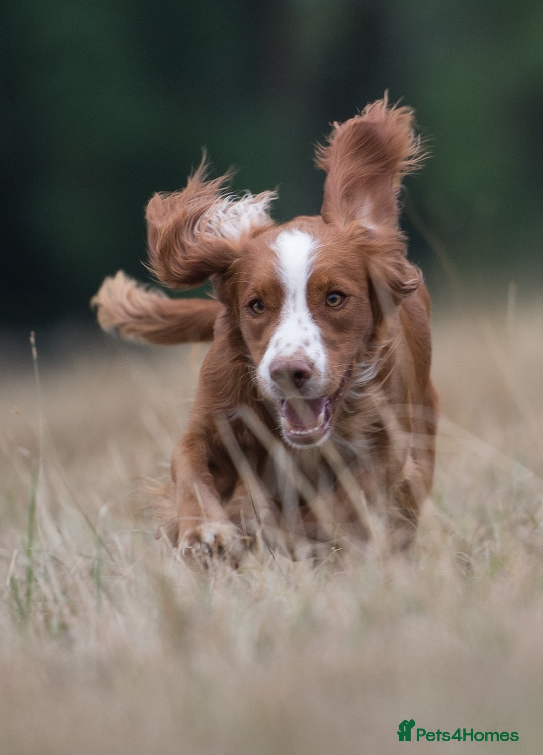 Cocker Spaniel dogs for sale: KC reg working cocker spaniel - Advert 6