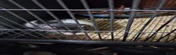 Rat rodents for sale: Rat and cage - Advert 1