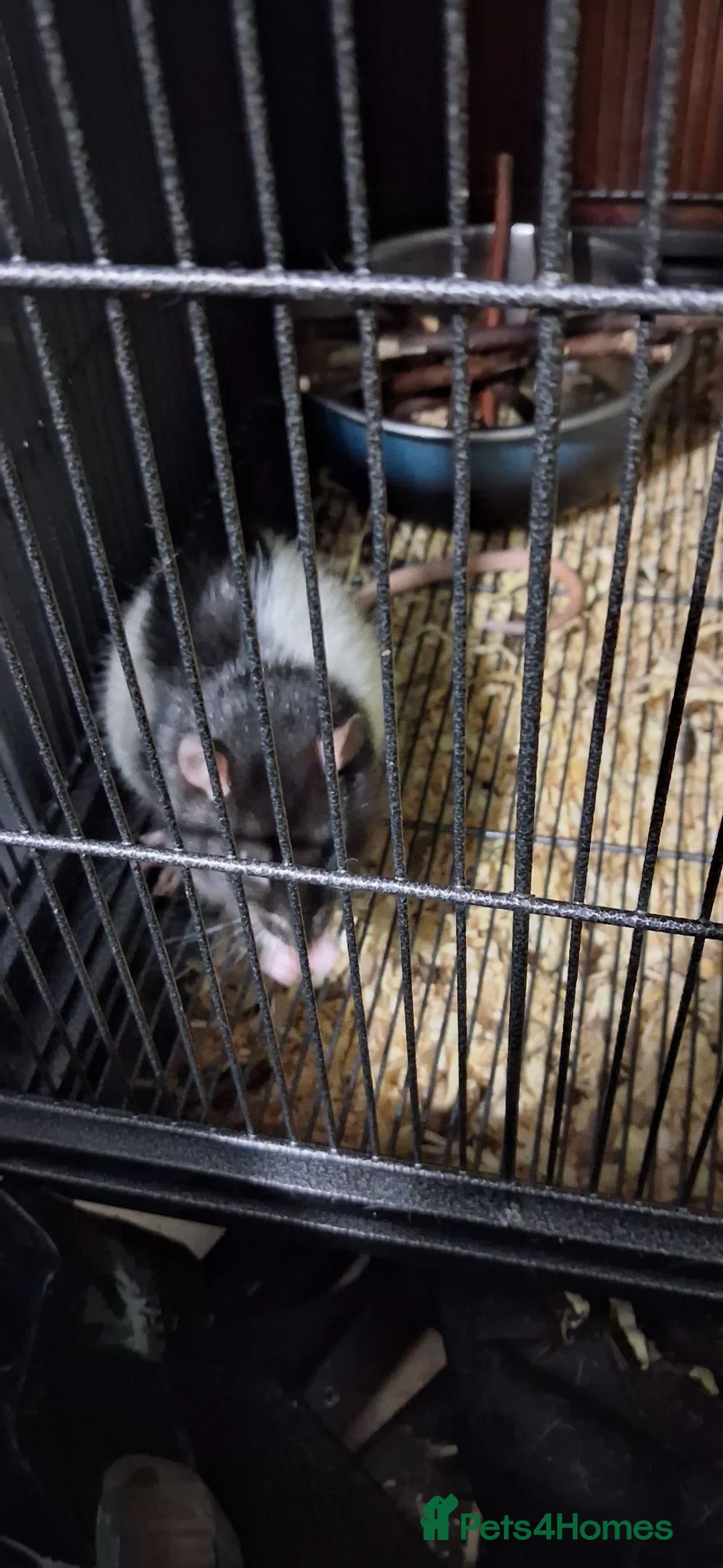 Rat rodents for sale: Rat and cage - Advert 1