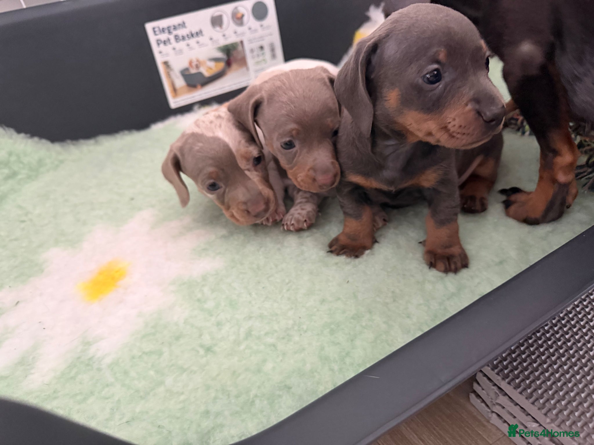 Dachshund dogs ✨🐾 Dachshund Puppies 🐾✨ - Advert 18