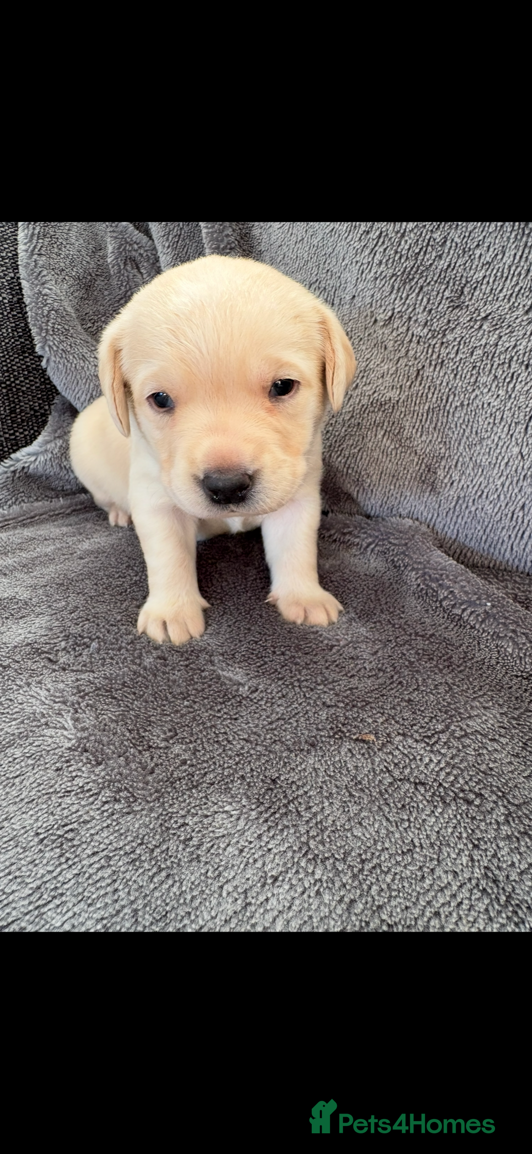 Labrador Retriever dogs for sale: Stunning litter of Labrador puppies - Advert 10