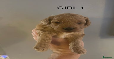 Poochon dogs - Advert 1