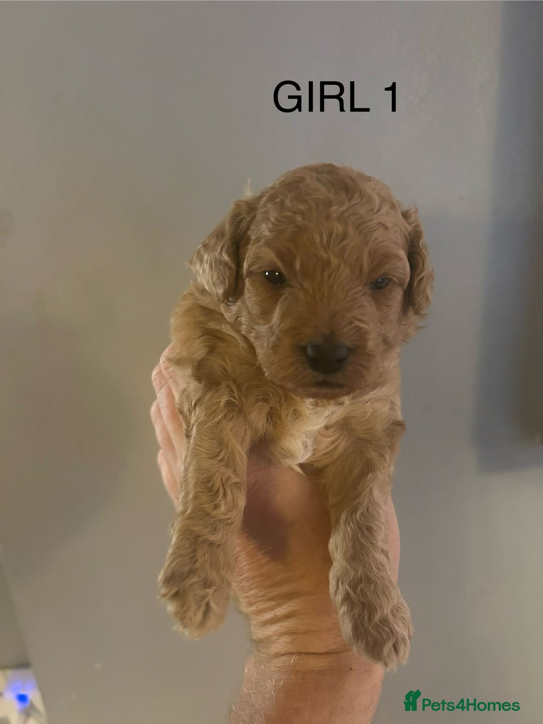 Poochon dogs for sale: Miniature toy poochons - Image 2