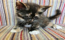 Mixed Breed cats for sale: 5 beautiful kittens for sale - Image 14