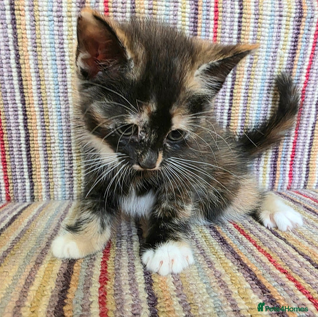 Mixed Breed cats for sale: 5 beautiful kittens for sale - Image 14