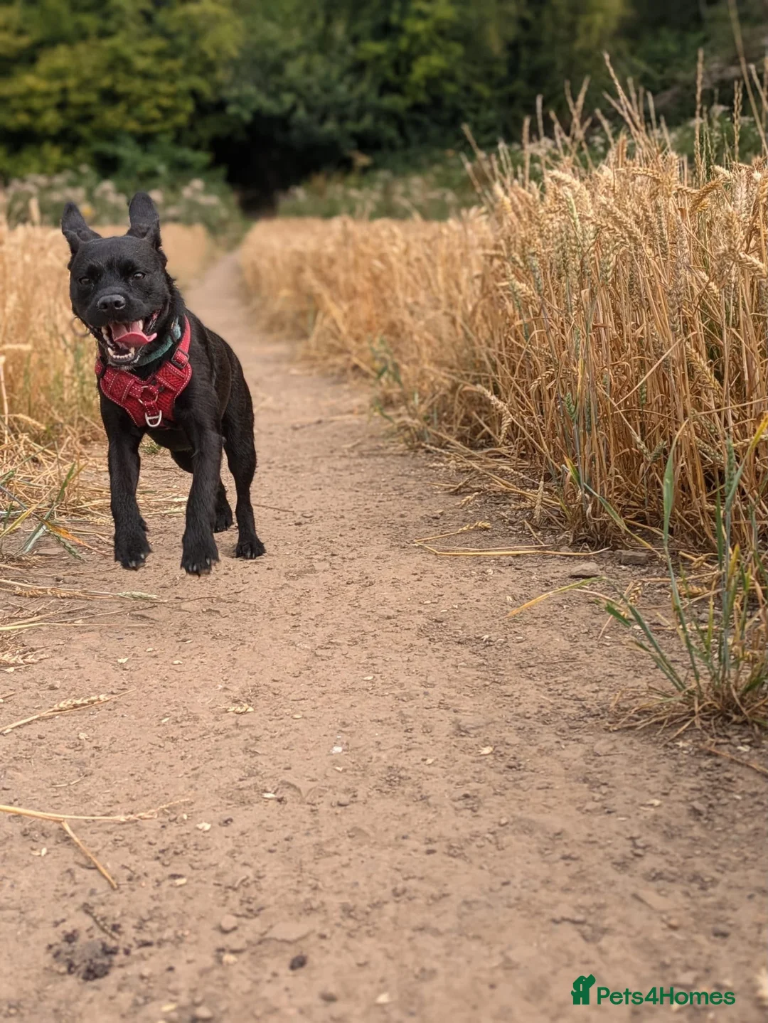 Mixed Breed dogs for sale: 4 year old well trained Patterdale x border  in Sheffield - Advert 6