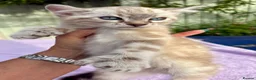 Keetso cats for sale: Polydactyl slight curl eared snow leopard boy  - Advert 22