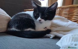 Mixed Breed cats for sale: 3 Gorgeous girls looking for home - Image 6