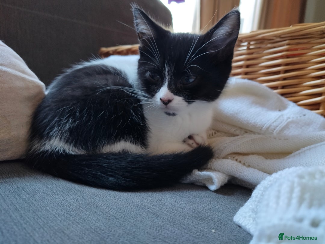 Mixed Breed cats for sale: 3 Gorgeous girls looking for home - Image 6