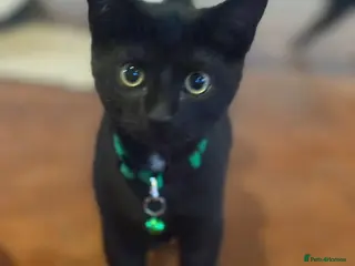 British Shorthair cats I have 5 kittens 9 months old - Advert 1