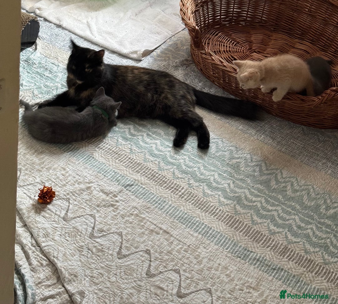 British Shorthair cats for sale: Mix British shorthair kittens for sale  - Image 24
