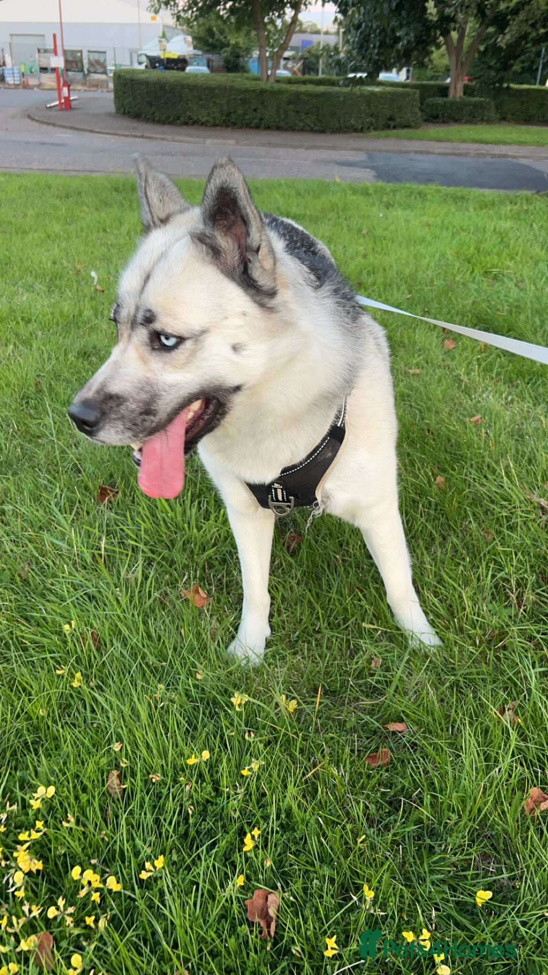 Siberian Husky dogs for sale: Lexi 3 years old  - Advert 3