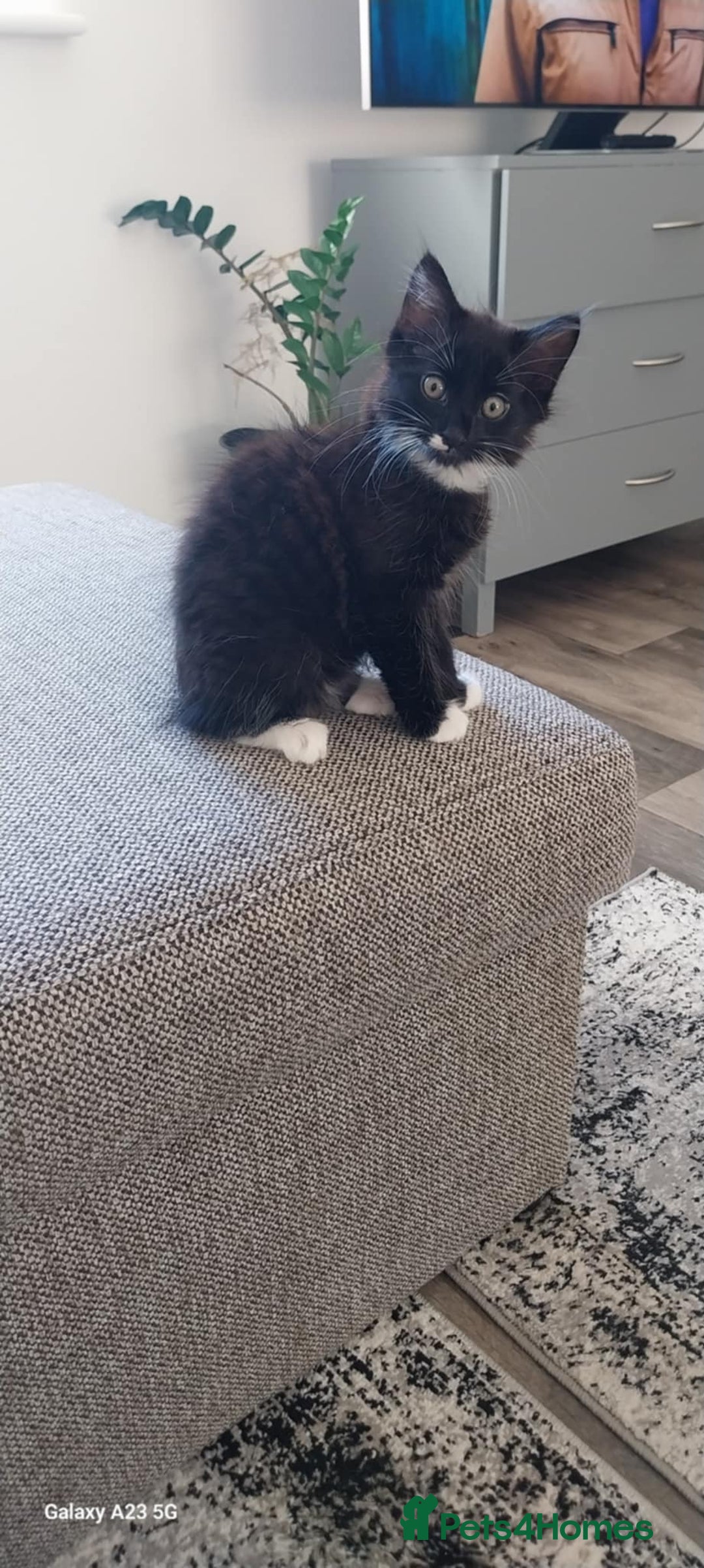 Mixed Breed cats for sale: Black and white adorable and very friendly kitten  in Newton Abbot - Image 12