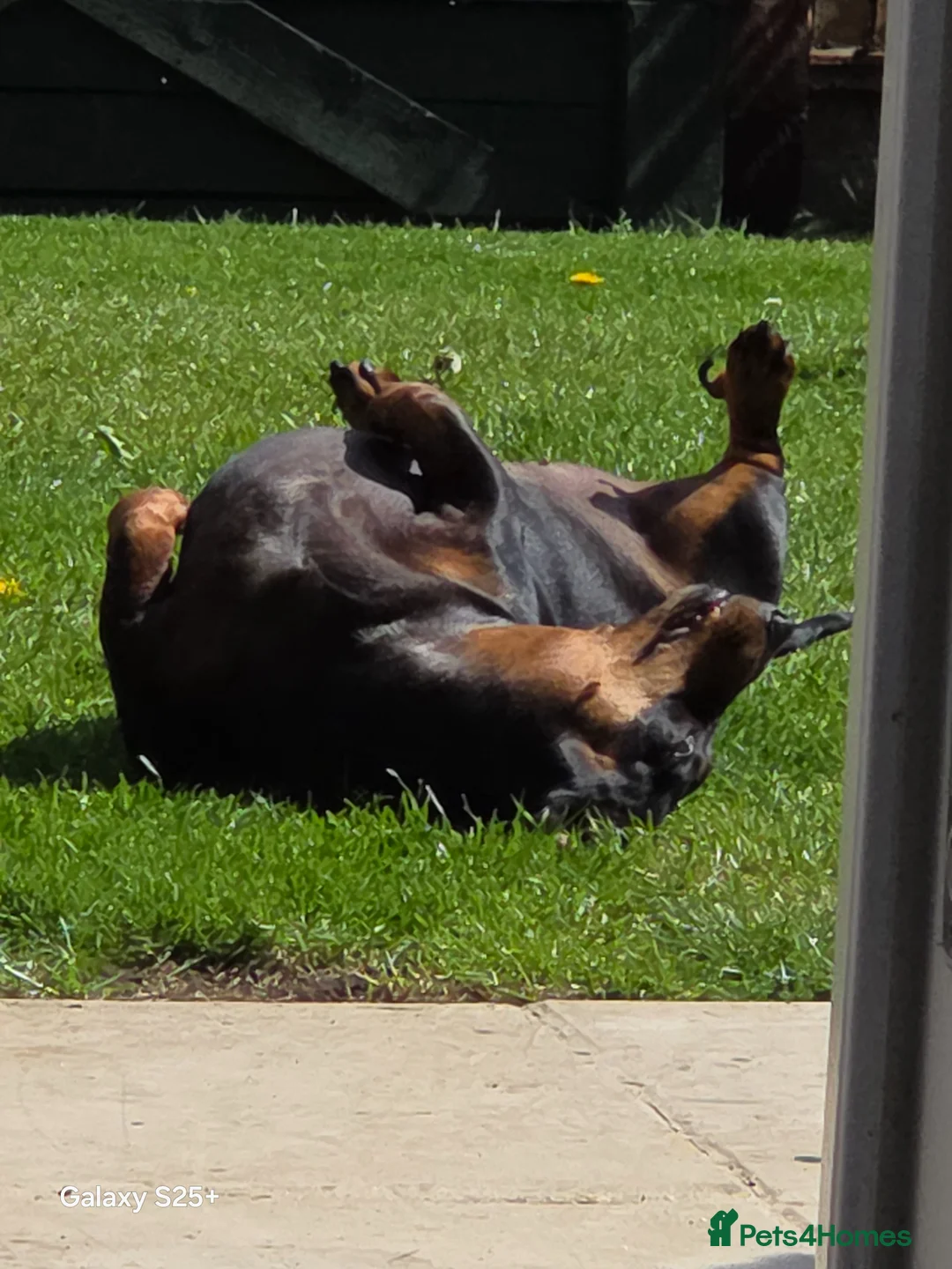 Deerhound dogs for sale: Beautiful luna - Advert 2