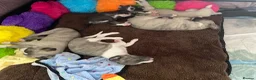 Whippet dogs for sale: NEW KIDS ON THE BLOCK /STUNNING  RKC LITTER  - Advert 32
