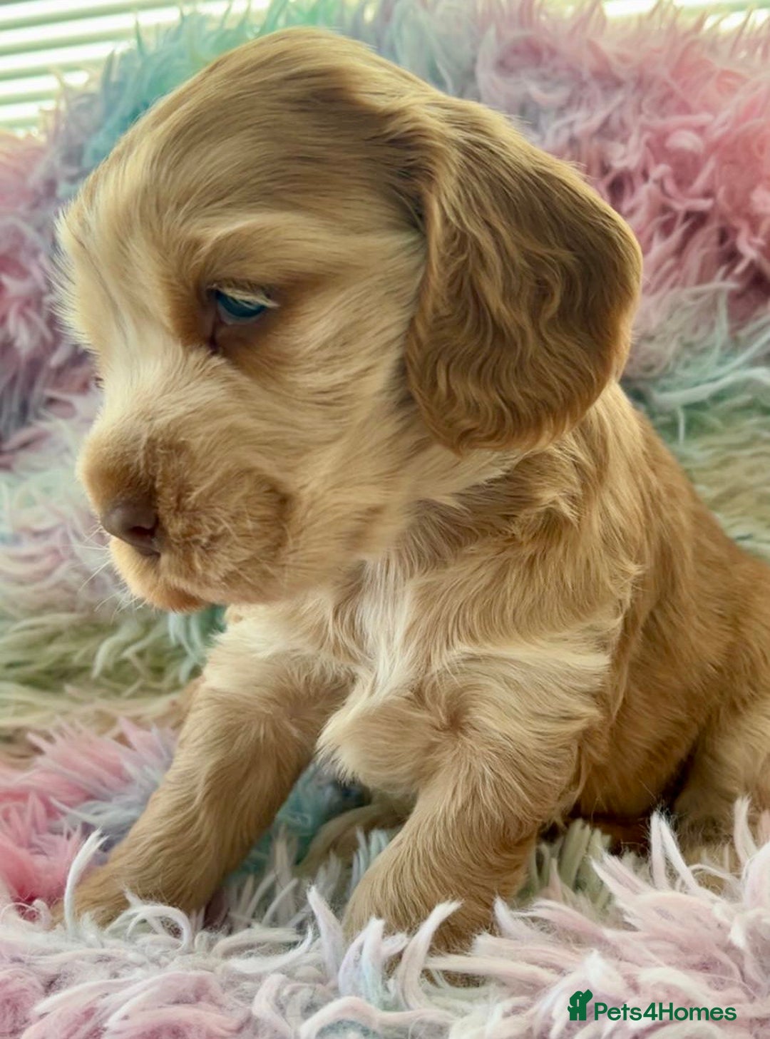 Cocker Spaniel dogs for sale: Champion Bloodlines KC Reg Show Cocker Spaniels - Advert 4