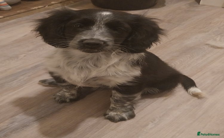 Mixed Breed dogs - Advert 2