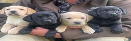Labrador Retriever dogs for sale: KC Reg, FtCh, chunky confident Black Lab pups - Advert 2