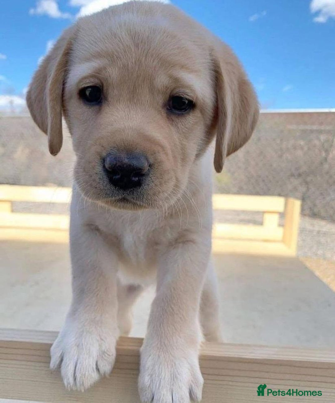 Labrador Retriever dogs for sale: Unique Labrador Retriever Puppies - Image 2
