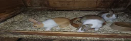 Dutch rabbits for sale: Dutch in brown grey and yellow in Newark - Advert 5