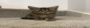 Mixed Breed Kitten 3