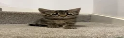 Mixed Breed cats for sale: 5 beautiful kittens, mix of black and tabby  - Advert 9