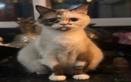 Mixed Breed cats for sale: Beautiful little boy - Image 14