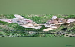 French Bulldog dogs for sale: 5* beautiful French bulldogs left ready to go 🏡 - Image 1